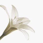 découvrez la carrière fascinante de lily collins, actrice et mannequin britannique, connue pour ses performances captivantes au cinéma et à la télévision. plongez dans son univers artistique et ses engagements dans des causes sociales.