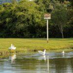découvrez les fermes éducatives, des lieux uniques où petits et grands apprennent sur l'agriculture et la nature grâce à des activités interactives et des visites guidées. plongez dans l'univers fascinant des animaux de la ferme et des pratiques durables tout en favorisant l'éducation en plein air.