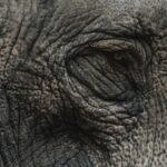 À quel âge montrer “Le Grinch” à votre enfant, pour un Noël plein de rires découvrez les recommandations d'âge pour apprécier l'histoire du grinch, un classique des fêtes qui allie humour et émotion, idéal pour toute la famille.