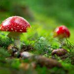Champignons à la crème, un accompagnement délicieux découvrez l'univers fascinant des champignons : variétés comestibles, bienfaits nutritionnels, recettes savoureuses et astuces de culture. plongez dans le monde mystérieux et délicieux des champignons, un ingrédient incontournable de la gastronomie.