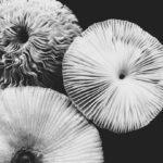 Champignons à la crème, un régal en toute saison découvrez l'univers fascinant des champignons : leurs variétés, bienfaits nutritionnels et recettes savoureuses. explorez les secrets de la mycologie et apprenez à les cuisiner comme un chef.