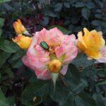 Cuisses qui frottent, des astuces pour éviter les irritations découvrez tout sur le chafing : définition, causes, symptômes et conseils pour soulager cette irritation cutanée. apprenez à prévenir le chafing pour un confort quotidien.