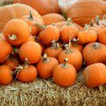 Des activités à faire avec les enfants pour Halloween, entre bricolages et gourmandises découvrez des activités palpitantes pour halloween qui raviront les enfants et les adultes ! des jeux, des décorations et des astuces créatives pour célébrer cette fête d'une manière inoubliable. préparez-vous à des frissons et des rires avec nos idées originales.