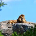 Faire découvrir “Le Roi Lion” à son enfant, une histoire riche en émotions découvrez l'univers magique du roi lion, un chef-d'œuvre de disney qui raconte l'histoire touchante de simba, un jeune lion confronté à son destin. plongez dans cette aventure épique remplie d'amis loyaux, de leçons de vie et de moments inoubliables, le tout sur fond de paysages majestueux et de musiques emblématiques.