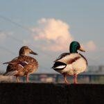 Magret de canard au miel et vinaigre balsamique, une recette sucrée-salée irrésistible découvrez le fascinant monde des canards : leur habitat, comportement, et les différentes espèces que vous pouvez croiser. plongez dans l'univers des oiseaux aquatiques et apprenez tout sur leur mode de vie et leur importance dans l'écosystème.