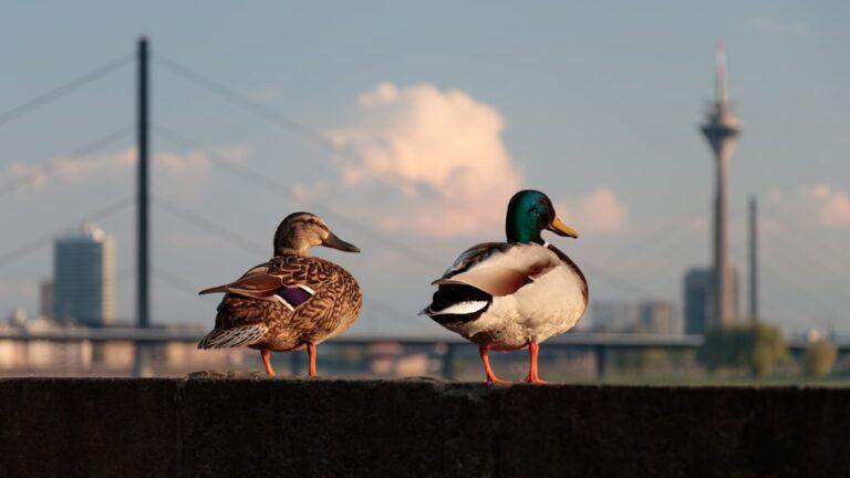 découvrez le fascinant monde des canards : leur habitat, comportement, et les différentes espèces que vous pouvez croiser. plongez dans l'univers des oiseaux aquatiques et apprenez tout sur leur mode de vie et leur importance dans l'écosystème.