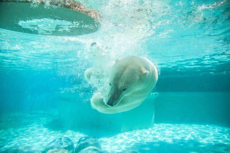 initiez votre bébé à la natation avec notre programme d'initiation au baby swimming. des cours adaptés pour développer les compétences aquatiques dès le plus jeune âge dans un environnement sécurisé et ludique.