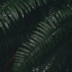 La couvade : quand les papas ressentent les joies de la grossesse découvrez le phénomène de la couvade, où les partenaires ressentent des symptômes similaires à ceux de la grossesse. explorez ses causes psychologiques et culturelles, ainsi que son impact sur la grossesse et le lien parental.