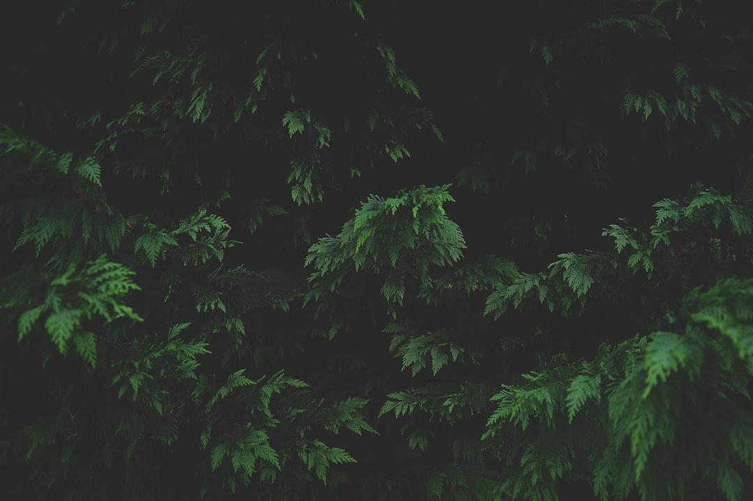découvrez la couvade, un phénomène fascinant où les futurs papas éprouvent des symptômes de grossesse. apprenez-en plus sur cette expérience unique, ses origines culturelles et ses implications psychologiques.