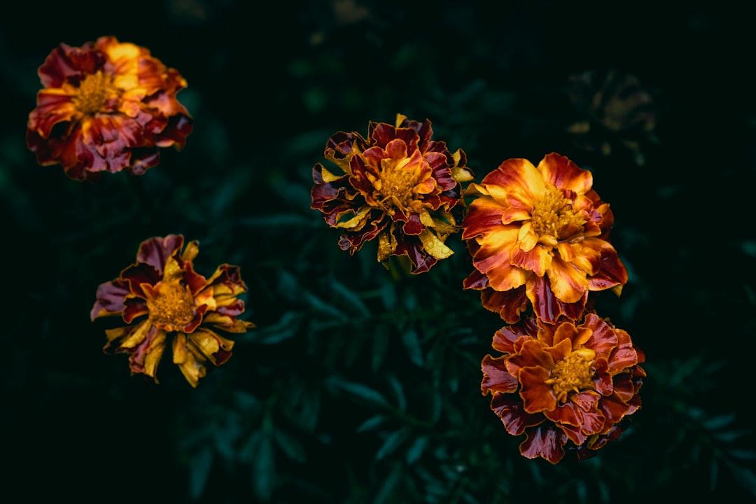 découvrez une sélection des plus beaux noms de fleurs, accompagné de leurs significations et de conseils pour les intégrer dans votre jardin ou vos compositions florales. trouvez l'inspiration pour vos bouquets ou apprenez à connaître les fleurs qui vous entourent!