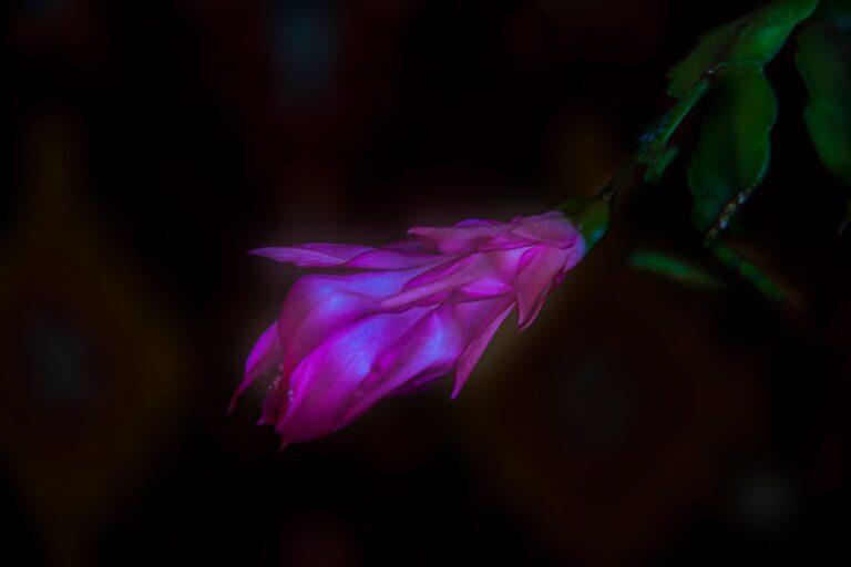découvrez une liste fascinante de noms de fleurs, des plus populaires aux plus rares, et apprenez à les reconnaître. parfait pour les passionnés de jardinage ou ceux qui souhaitent embellir leur vocabulaire floral.
