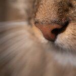 Comprendre le hoquet chez le nourrisson : origines et remèdes découvrez tout sur le hoquet : causes, remèdes efficaces et astuces pour soulager cette gêne passagère. apprenez à comprendre ce phénomène du corps humain et comment le maîtriser rapidement.