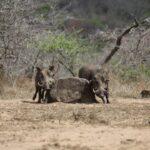 découvrez les causes et les traitements de l'irritation cutanée et des démangeaisons. obtenez des conseils sur la façon de soulager cette sensation désagréable et d'éviter les déclencheurs. informez-vous sur les solutions naturelles et médicinales pour une peau apaisée.