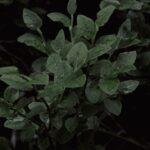 découvrez tout sur le méconium, le premier excrément des nouveau-nés. apprenez son rôle, son apparence et ce qu'il peut indiquer sur la santé du bébé après la naissance.