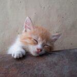 Les dangers du sommeil sur le ventre chez les bébés : ce qu'il faut savoir découvrez les différentes positions de sommeil et leurs impacts sur votre santé. apprenez comment améliorer votre qualité de sommeil et favoriser un repos optimal grâce à des conseils pratiques adaptés à chaque posture.