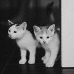 Découvrez plus de 100 idées de prénoms pour jumeaux et jumelles découvrez une sélection unique de prénoms jumeaux qui s'harmonisent parfaitement. que vous cherchiez des idées classiques ou modernes, trouvez l'inspiration pour nommer vos petits jumeaux avec style.