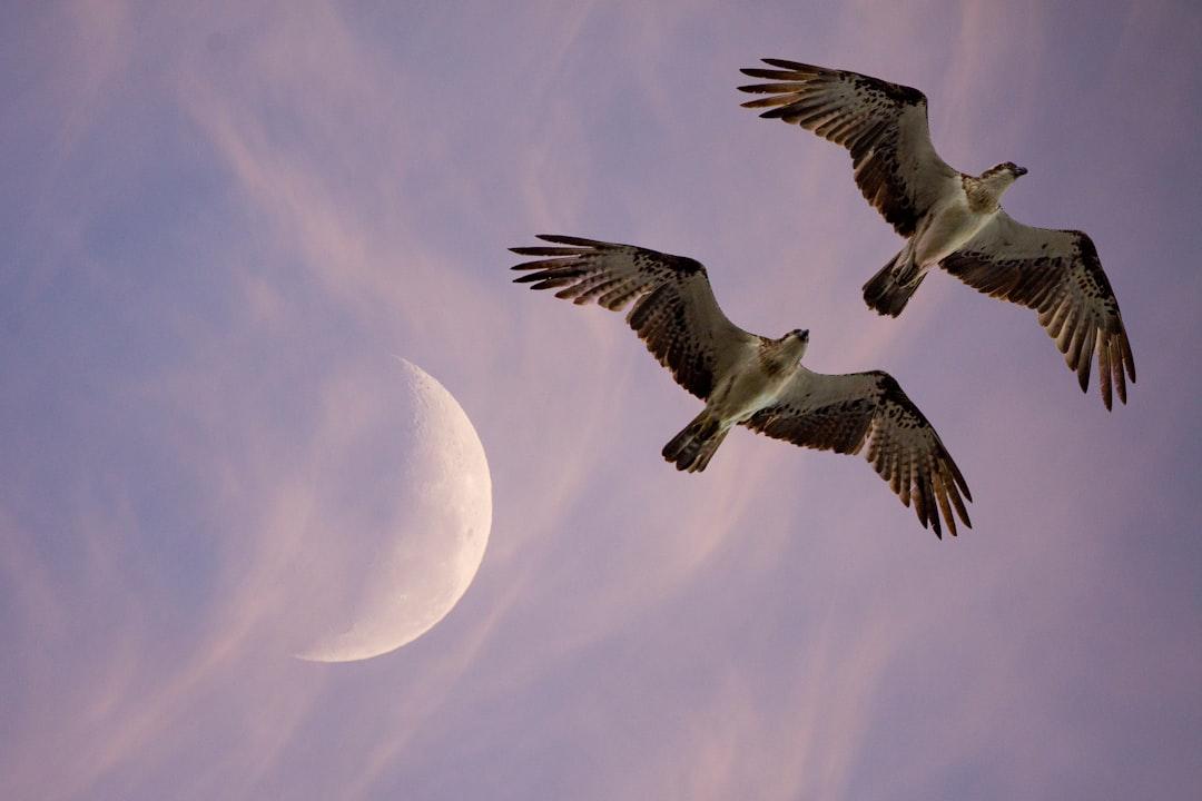 découvrez l'univers fascinant des jumeaux : des liens uniques, des histoires inspirantes et des expériences partagées qui font la richesse de leur relation. plongez dans le monde des jumeaux et explorez leurs dynamiques exceptionnelles.