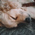 Comprendre l'endormissement autonome et les méthodes pour l'adopter découvrez comment favoriser un endormissement autonome grâce à des techniques naturelles et efficaces. apprenez à relaxer votre esprit et à apaiser votre corps pour retrouver un sommeil réparateur.