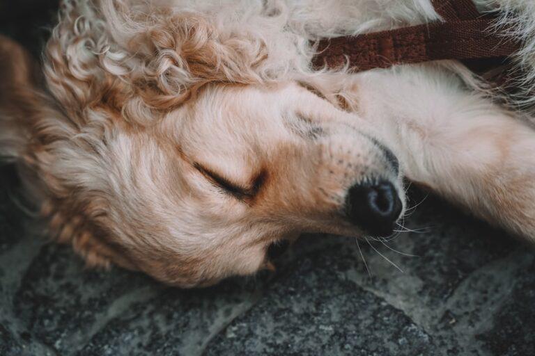 découvrez comment favoriser un endormissement autonome grâce à des techniques naturelles et efficaces. apprenez à relaxer votre esprit et à apaiser votre corps pour retrouver un sommeil réparateur.