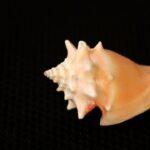Que faire si votre bébé a perdu une dent de lait ? découvrez tout ce qu'il faut savoir sur la perte des dents de lait chez l'enfant : à quel âge s'y attendre, étapes importantes, conseils pour accompagner votre enfant et garantir une bonne santé bucco-dentaire.