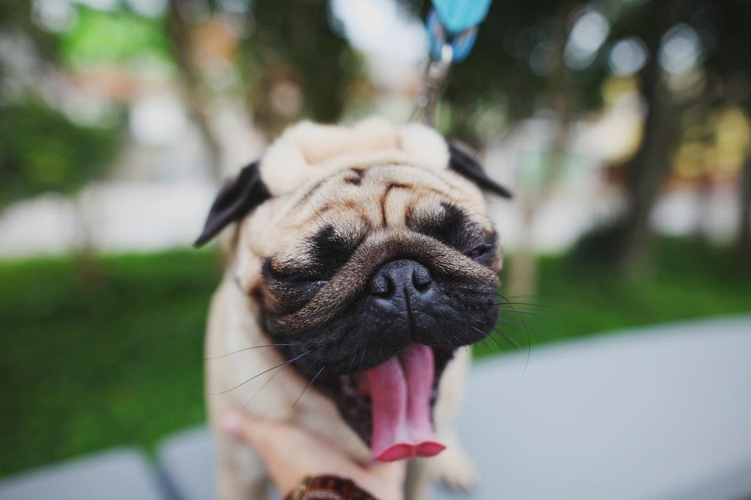 découvrez tout ce qu'il faut savoir sur le burping : causes, conseils pour le soulagement et astuces naturelles pour stopper les éructations de façon efficace.