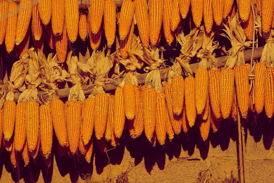 découvrez le prélèvement des villosités choriales, une technique de diagnostic prénatal permettant de détecter précocement certaines anomalies génétiques chez le fœtus dès le premier trimestre de grossesse.