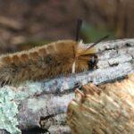 découvrez le crawling : une technique essentielle d’exploration des sites web pour collecter, indexer et analyser des données efficacement. comprenez son fonctionnement, ses usages et ses avantages pour le référencement et l’analyse digitale.