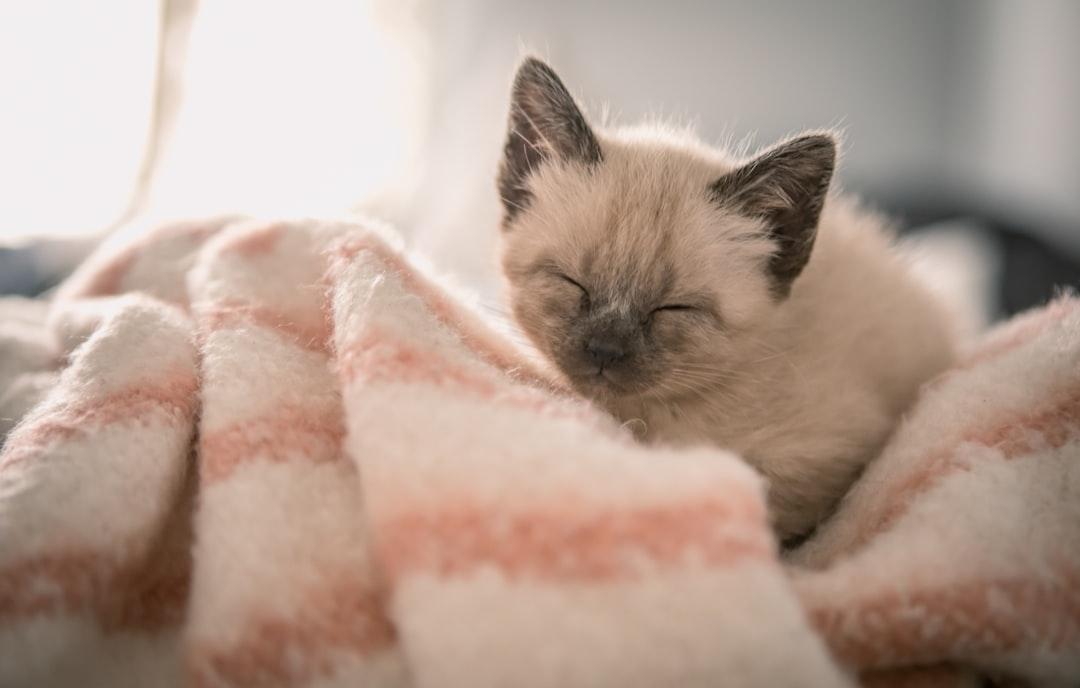 découvrez l'importance de la sieste pour adultes et enfants, ainsi que des conseils pratiques pour optimiser ces moments de repos. apprenez à intégrer des pauses régénératrices dans votre quotidien pour améliorer votre bien-être et votre productivité.
