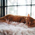 À quel âge les bébés cessent-ils de faire la sieste ? découvrez l'importance du sommeil et des siestes pour un bien-être optimal. apprenez comment intégrer des pauses régénératrices dans votre quotidien pour booster votre énergie et votre productivité.