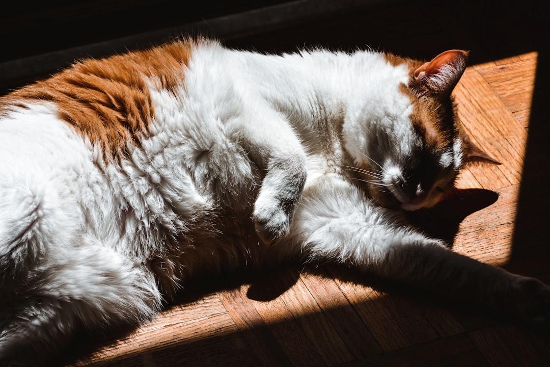 découvrez l'importance de la sieste pour le bien-être et la productivité. apprenez des conseils pratiques pour intégrer des moments de repos dans votre journée et améliorer votre énergie et concentration.