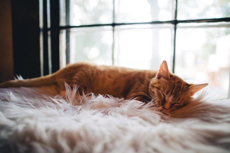 découvrez l'importance du sommeil et des siestes pour un bien-être optimal. apprenez comment intégrer des pauses régénératrices dans votre quotidien pour booster votre énergie et votre productivité.