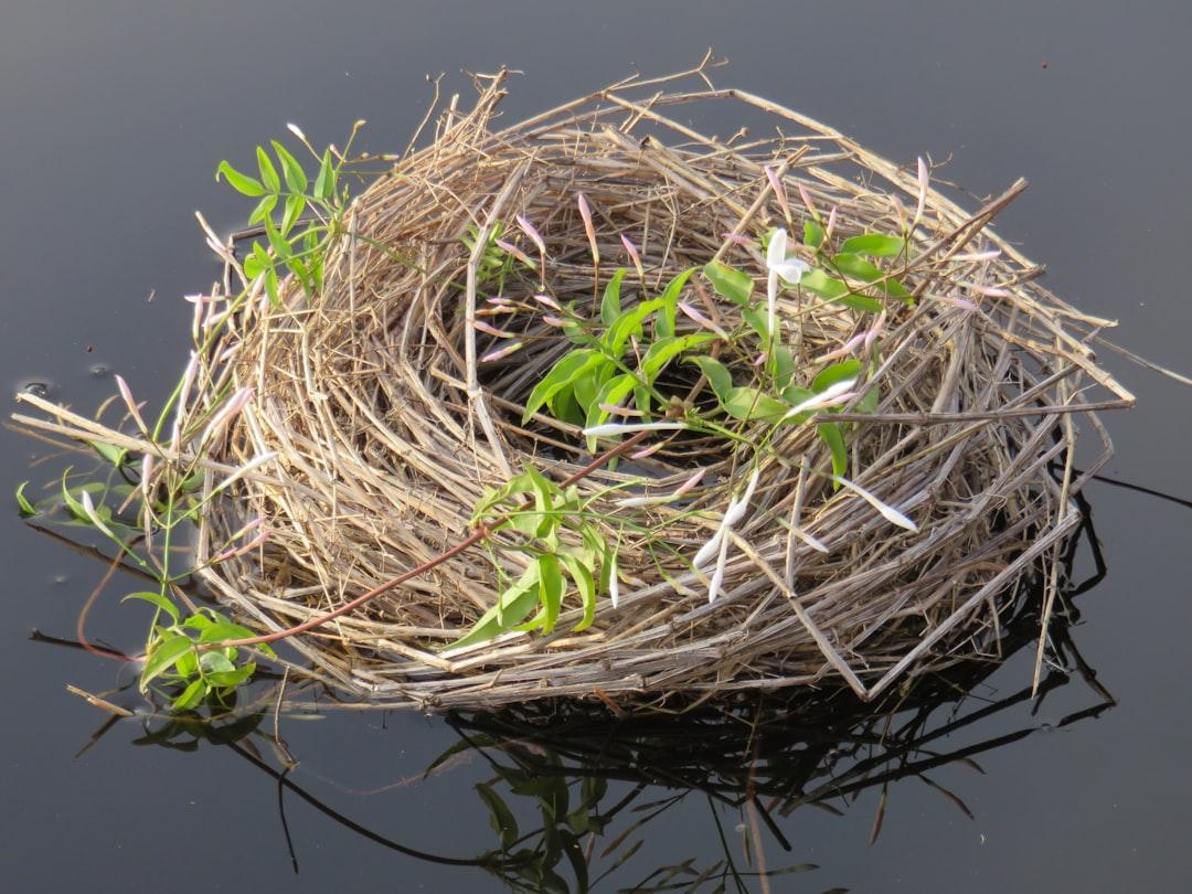 découvrez le nesting, une méthode d'organisation et d'optimisation de l'espace utilisée dans divers domaines comme la fabrication industrielle, la programmation ou l'élevage. comprenez ses avantages, ses applications et comment l'adopter efficacement.
