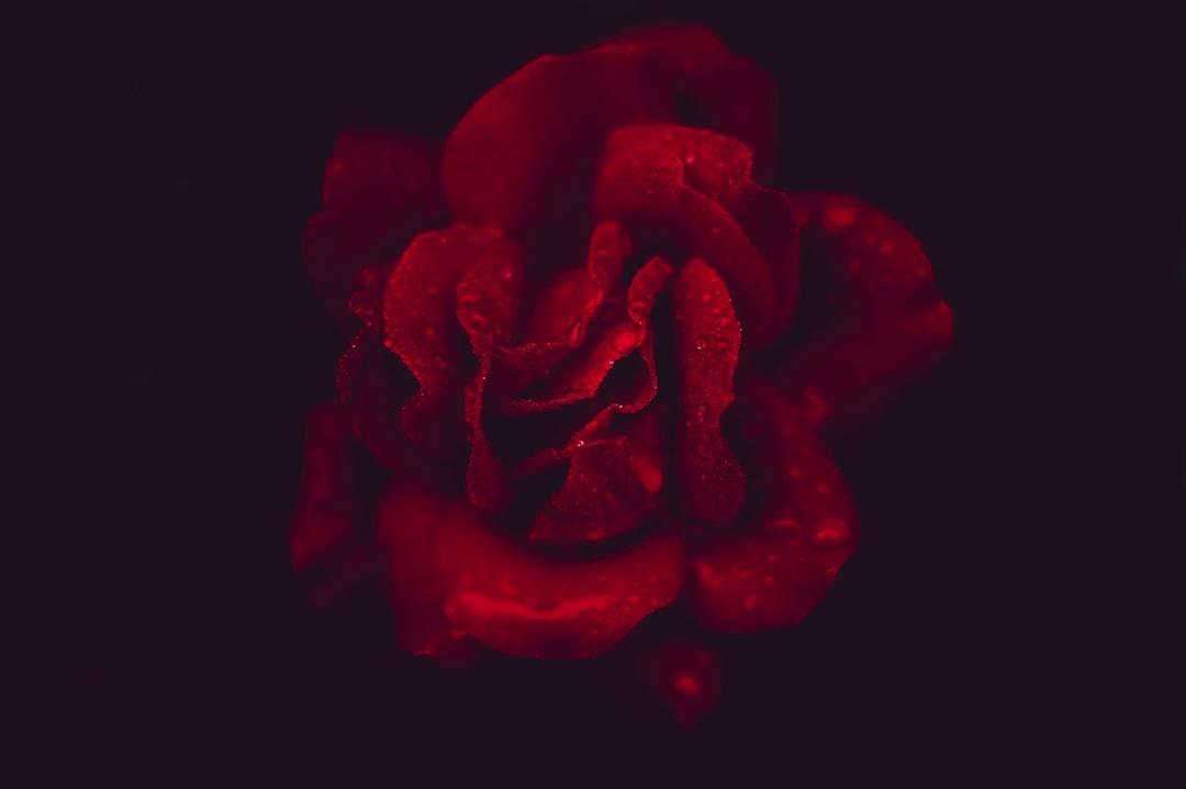 découvrez tout sur la roséole : causes, symptômes, traitement et prévention de cette maladie infantile courante. informez-vous pour mieux protéger votre enfant.