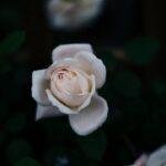 la roséole est une infection virale fréquente, touchant principalement les jeunes enfants. découvrez ses symptômes, modes de transmission, traitement et conseils pour la prévention.