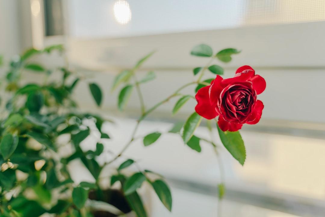 découvrez tout ce qu’il faut savoir sur la roséole : symptômes, causes, modes de transmission, traitements et prévention de cette infection virale fréquente chez les jeunes enfants.