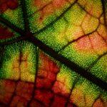 découvrez les symptômes courants de diverses maladies et affections. informez-vous sur les signes avant-coureurs à surveiller pour une meilleure santé et un diagnostic précoce.