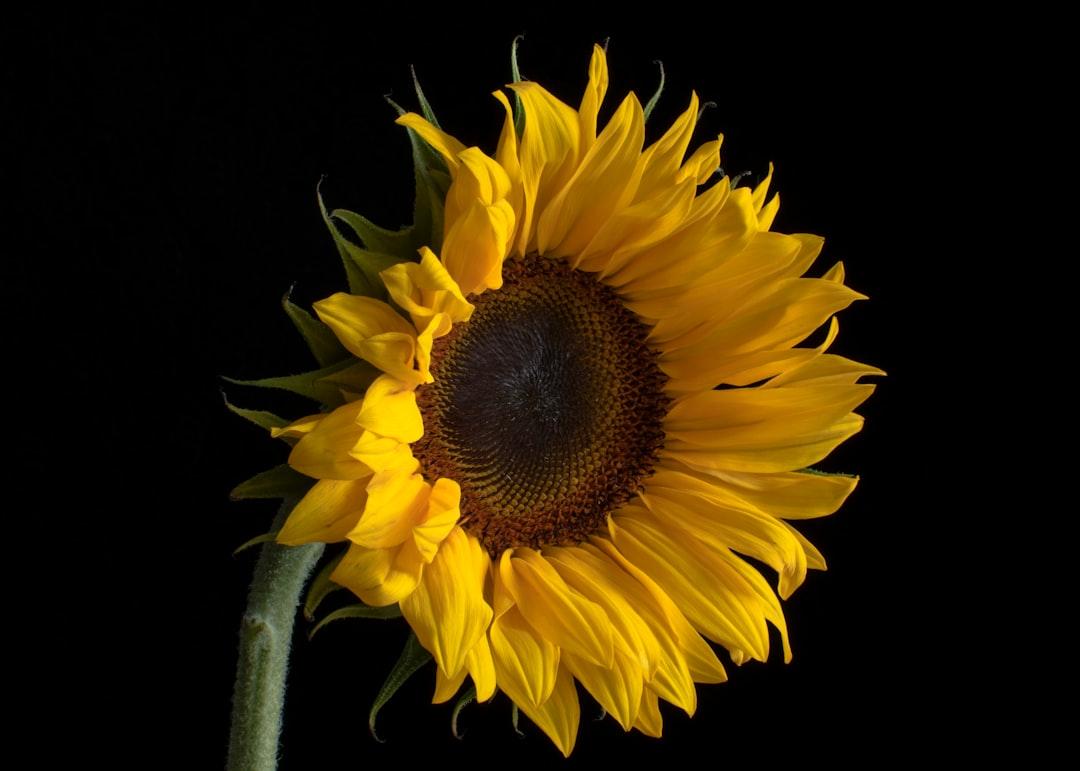 découvrez les bienfaits de la vitamine d: immunité renforcée, os solides, humeur et énergie. sources, apports conseillés et conseils pour éviter les carences.