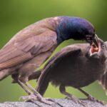 stratégies efficaces pour maîtriser les comportements agressifs découvrez des stratégies efficaces pour la gestion des comportements agressifs en milieu professionnel, éducatif ou familial, afin de promouvoir un environnement sécurisé et harmonieux.