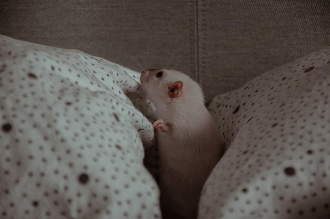 découvrez des idées et conseils pour créer un rituel du coucher apaisant qui favorise un sommeil de qualité, réduit le stress et améliore votre bien-être au quotidien.
