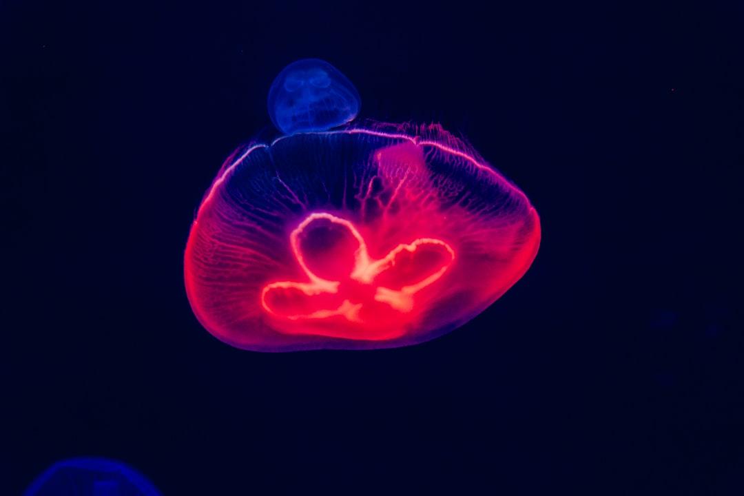 découvrez l'échographie 4d, une technologie avancée permettant de visualiser en temps réel des images détaillées et en mouvement de votre bébé pendant la grossesse. vivez une expérience unique et émouvante grâce à l'échographie 4d.
