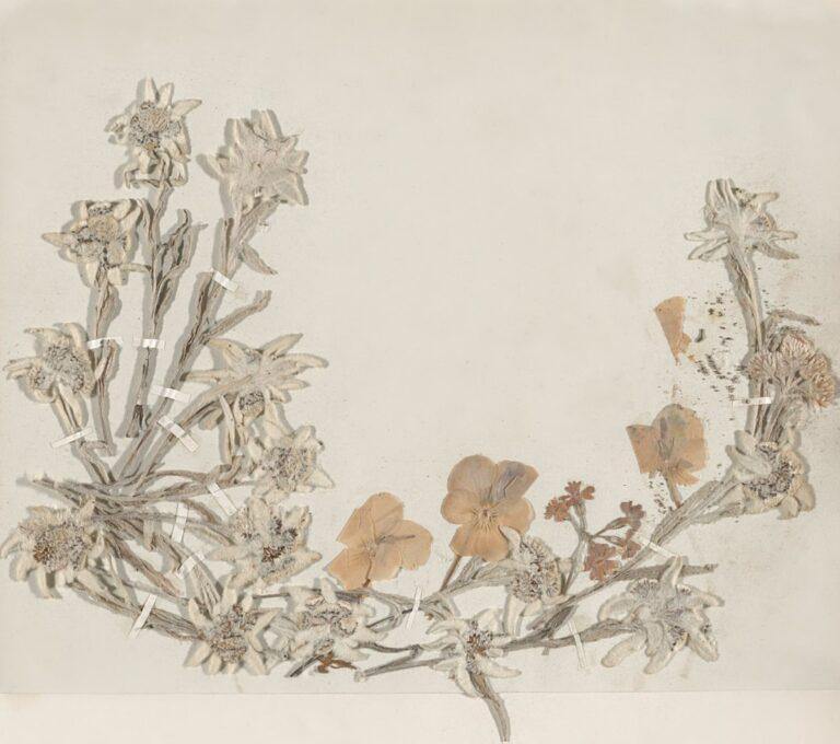 découvrez l'herbarium, une collection fascinante de plantes séchées et préservées destinée à l'étude botanique, à la décoration ou à l'apprentissage de la flore. idéal pour les passionnés de nature et de sciences.