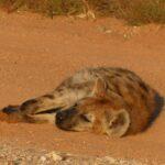 Les bienfaits de la méthode kangourou pour les bébés prématurés découvrez la méthode kangourou, une approche innovante pour favoriser le lien parent-enfant et le bien-être du nouveau-né. apprenez ses avantages, ses étapes et comment l’adopter au quotidien.