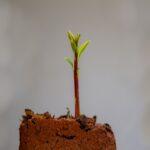 découvrez les différentes étapes de croissance, leur importance et comment elles influencent le développement et la réussite, que ce soit en biologie, en entreprise ou dans d'autres domaines.